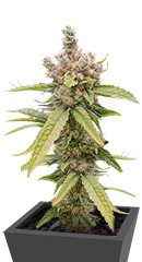 Tropic Punch fem (Heavyweight Seeds)