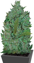 Ultraviolet Auto fem (Samsara Seeds)