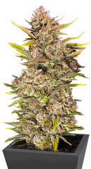 Ztrawberriez Auto fem (FastBuds)