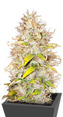 Green Gelato Automatic fem (RQS)