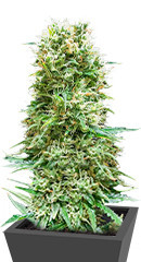 Animal Face Auto fem (Cali Buds Seeds)