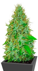 2 Fast 2 Vast Auto fem (Heavyweight Seeds)