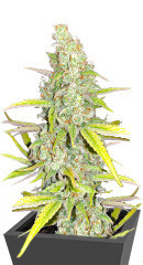 Auto Gelato #33 fem (Advanced Seeds)