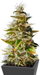 Botafumeiros fem (Sweet Seeds)