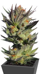 Faraona (Gypsy Kush) fem (Kannabia Seeds)