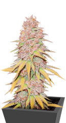 Gelato 242 fem семена конопли