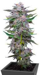 Lemon Cherry Gelato fem (Barney's Farm)