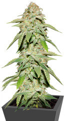 Monster Moby fem (Monster Genetics)