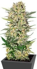 Northern Light fem (RQS)