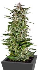 PolarLight #3 Auto fem (Dutch Passion)