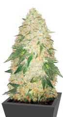 Super Extra Skunk fem (Victory Seeds)