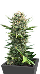 Sweet Cherry Pie fem (Sweet Seeds)