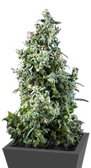 White Bhutanese fem (Mandala Seeds)