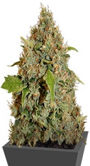 Chronic Thunder fem (Barney's Farm)