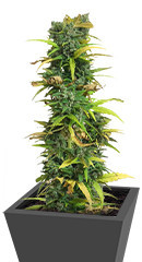 Critical Impact fem (Vision Seeds)