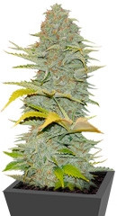 Furious Candy fem (Eva Seeds)