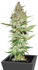 Wonder Woman regular (Nirvana Seeds)