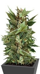 Royal Kush Automatic fem (RQS)