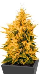 Ananas Funk fem (Bulk Seed Bank)