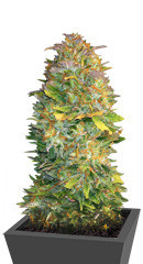 CBD Auto White Widow fem (Dutch Passion)