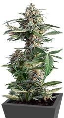 Critical Cheese Autoflowering fem (Dinafem Seeds)