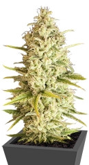 Critical VIP fem (VIP seeds)