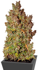 Grapefruit auto fem (FastBuds)