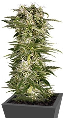 Lemon Juice Express Auto fem (Humboldt Seeds)