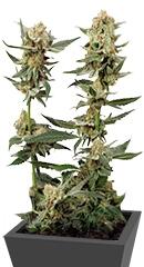 Ortega Indica fem (Dutch Passion)