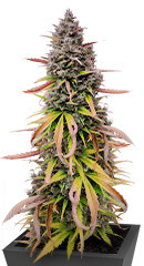 Purple Punch OG XL Auto fem (Sweet Seeds)