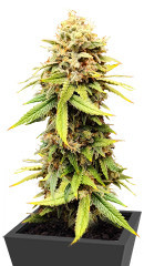 Sherbert Gorilla fem (Dr. Krippling Seeds) семена конопли