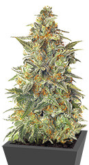 Vision Jack Auto Fem (Vision Seeds)