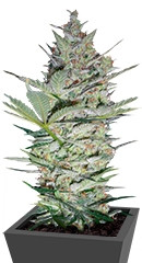 AK-47 fem (Serious Seeds)