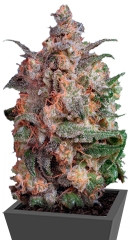 Brainstorm fem (Dutch Passion)