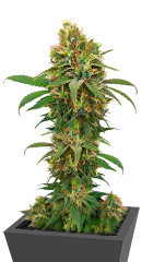 I'm Alive fem (AlphaFem Seeds)