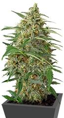 Moby Dick XXL Autoflowering fem (Dinafem Seeds)