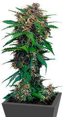 Red Poison Auto fem (Sweet Seeds)