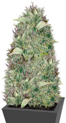 Silver Haze fem (Vision Seeds)