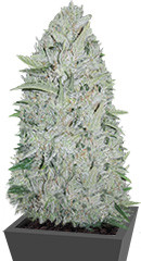 White Cheese Auto fem (Sumo Seeds)