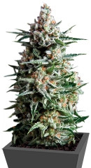 Auto Anesthesia fem (Pyramid Seeds)