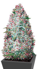 Auto Amnesium fem (Victory Seeds)