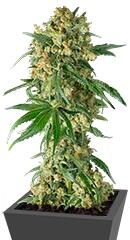 Big Kush fem (Dinafem Seeds)