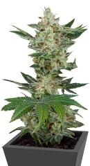 Critical Jack Autoflowering fem (Dinafem Seeds)