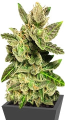 Jock Horror regular (Nirvana Seeds)