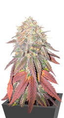 King's Juice fem (GHS)