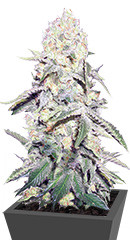 La Blanca Gold Auto fem (Vision Seeds)
