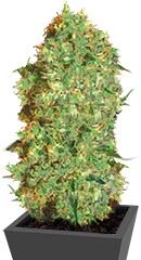 Marley's Bud fem (Bulk Seed Bank)