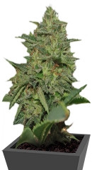 Original Cheese IBL fem (Paradise Seeds)