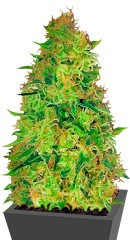 Red Leicester Tease fem (Dr. Krippling Seeds)