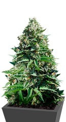 Сорт конопли Royal Gorilla Automatic (Royal Queen Seeds)